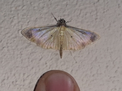Eulepte concordalis