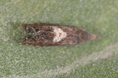 Dichrorampha simulana