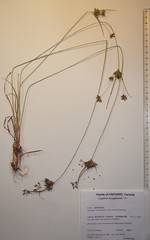 Cyperus houghtonii