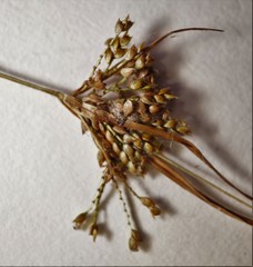 Cyperus houghtonii