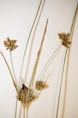 Cyperus houghtonii