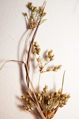 Cyperus houghtonii