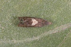 Dichrorampha simulana