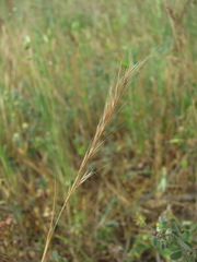 Festuca ambigua