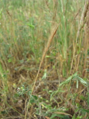 Festuca ambigua