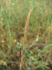 Festuca ambigua