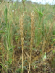 Festuca ambigua
