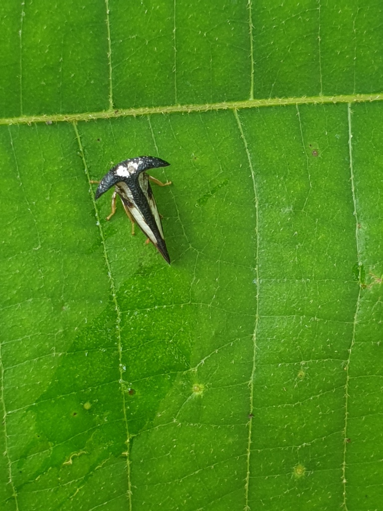 Bulbauchenia bakeri