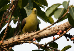 Treron formosae formosae