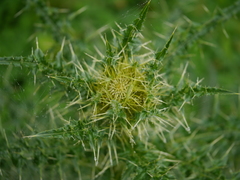 Cirsium wallichii