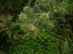 Cirsium wallichii