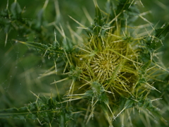 Cirsium wallichii