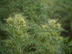 Cirsium wallichii