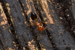 Crematogaster clarior