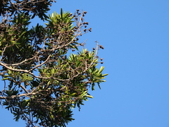 Placospermum coriaceum