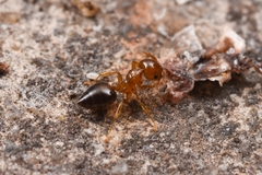 Crematogaster clarior