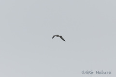 Larus fuscus heuglini