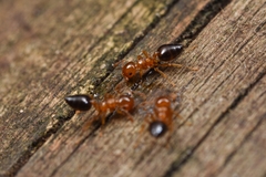 Crematogaster clarior