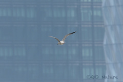 Larus fuscus heuglini
