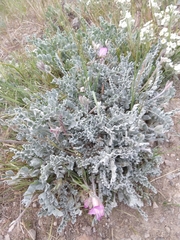 Astragalus utahensis