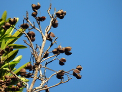 Placospermum coriaceum