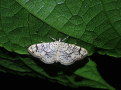Haritalodes