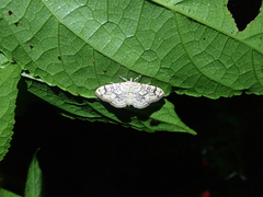 Haritalodes