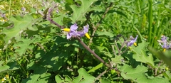 Solanum violaceum