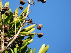 Placospermum coriaceum