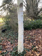 Betula utilis jacquemontii