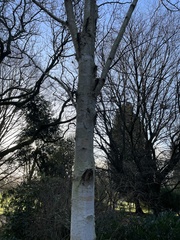 Betula utilis jacquemontii