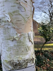 Betula utilis jacquemontii