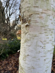 Betula utilis jacquemontii