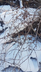 Spiraea aquilegifolia