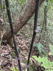 Dioscorea mexicana
