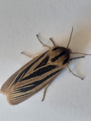 Acantharctia latifasciata