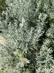 Olearia axillaris