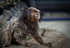 Callithrix penicillata