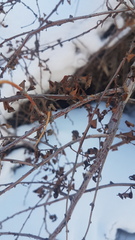 Spiraea aquilegifolia