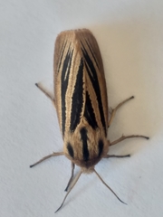 Acantharctia latifasciata