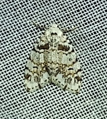 Clemensia cincinnata