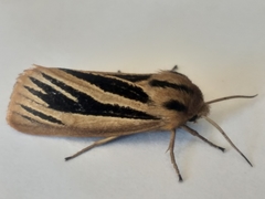 Acantharctia latifasciata