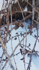 Spiraea aquilegifolia