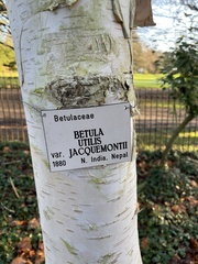 Betula utilis jacquemontii