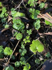 Betula utilis jacquemontii