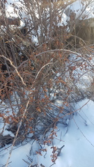 Spiraea aquilegifolia