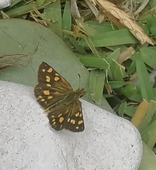 Metisella metis metis