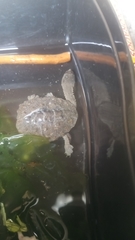 Hydromedusa tectifera