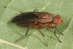 Pelidnoptera