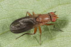 Pelidnoptera
